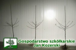 Gospodarstwo szkółkarskie - Jan Kozerski